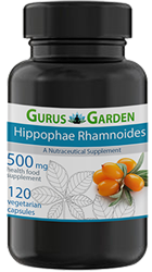 Sea buckthorn (Hippophae rhamnoides L.)