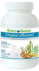 Zingiber Officinale