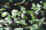Moniera Cuneifolia