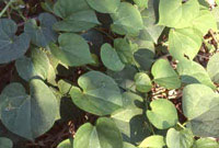Tinospora Cardifolia