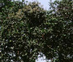 Vateria Indica
