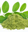 Moringa Oleifera